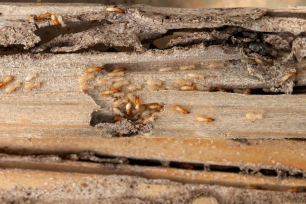 Best Commercial Pest Control Services  in Mounds View, MN